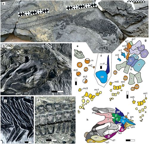 Scientific Reports在线发表北大地球与空间科学学院江大勇教授国际合作团队系列研究成果