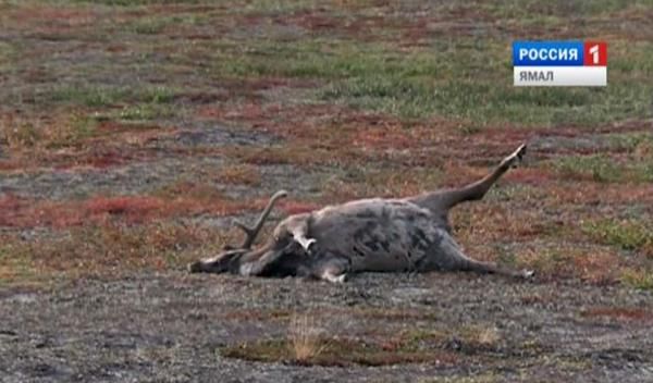 全球变暖致炭疽病在北极圈复发数千驯鹿死去